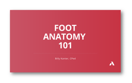 Foot Anatomy